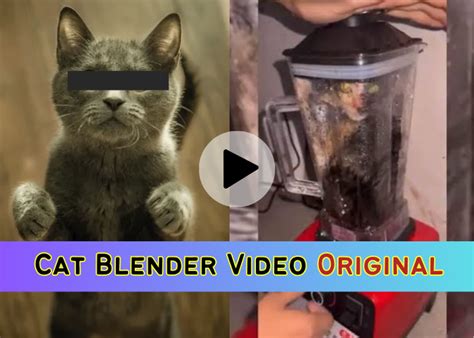 cat in blender video twitter|Twitter. It’s what’s happening / Twitter